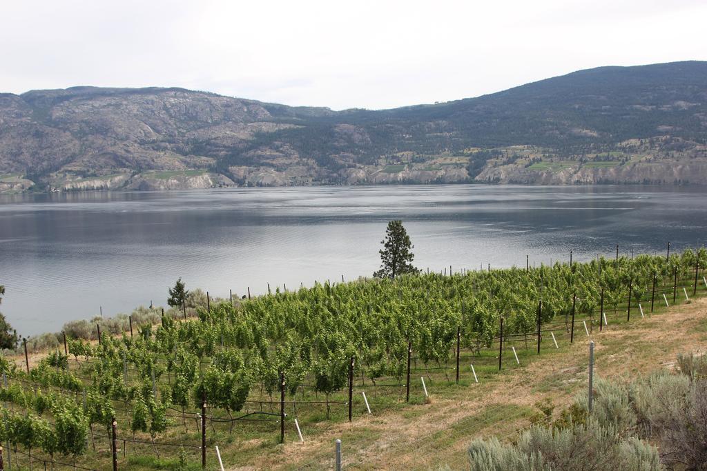 Sunshine And Wine Loft Hotell Penticton Eksteriør bilde
